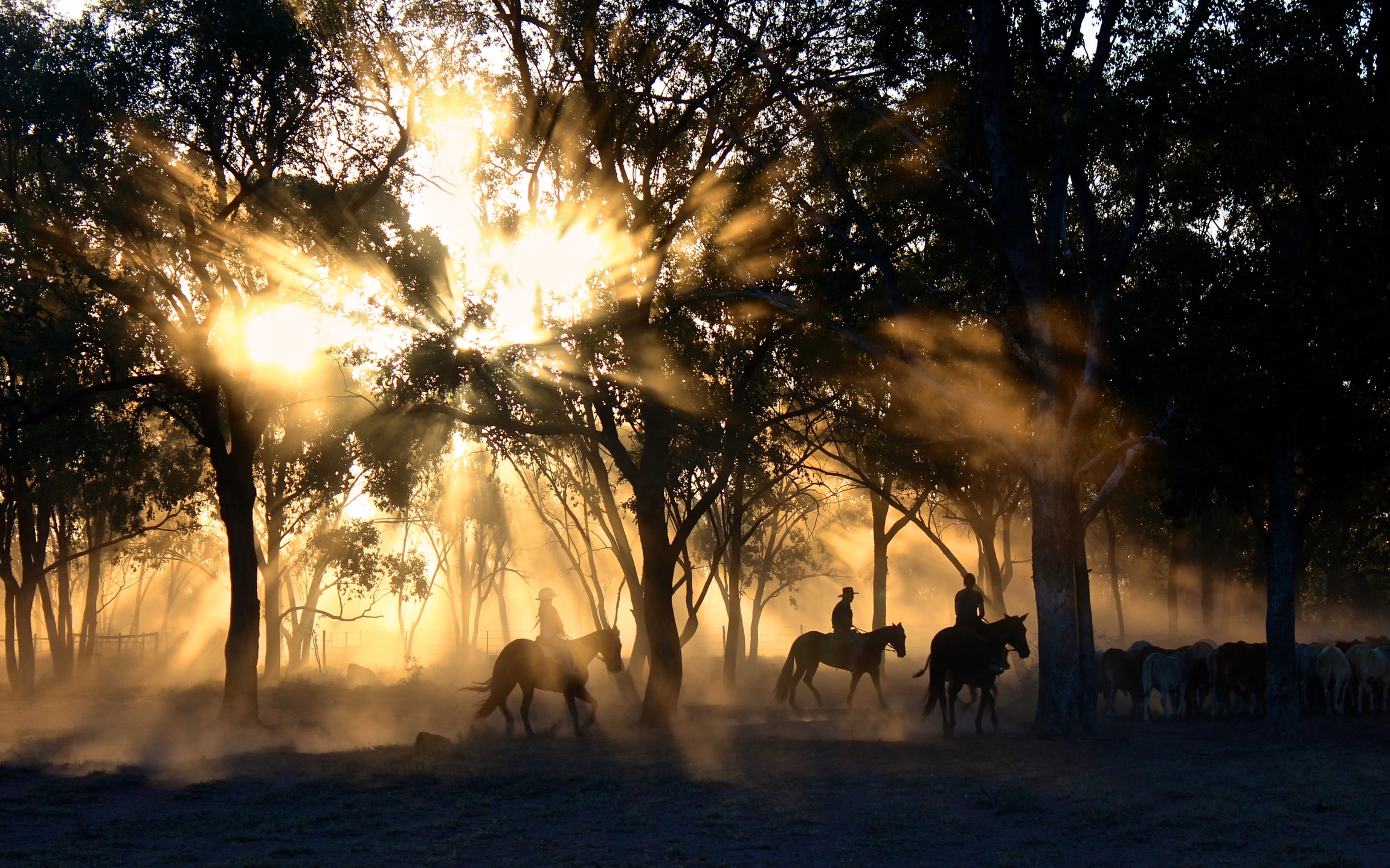 stockmen on horses in Australia